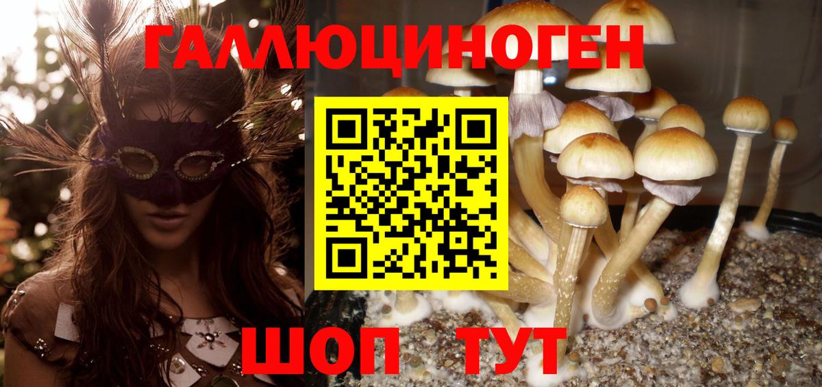 Псилоцибиновые грибы Psilocybine cubensis Михайловск